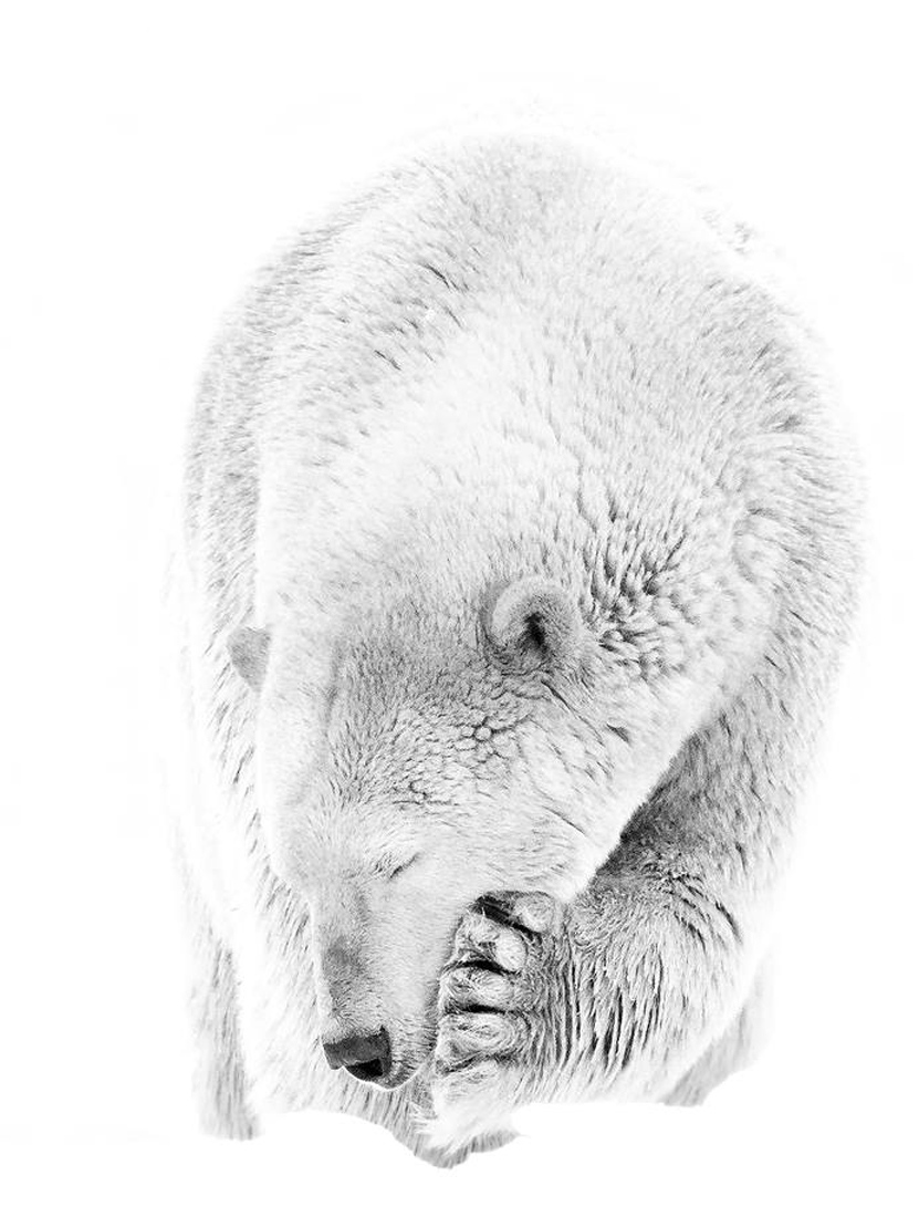 Polar Bears