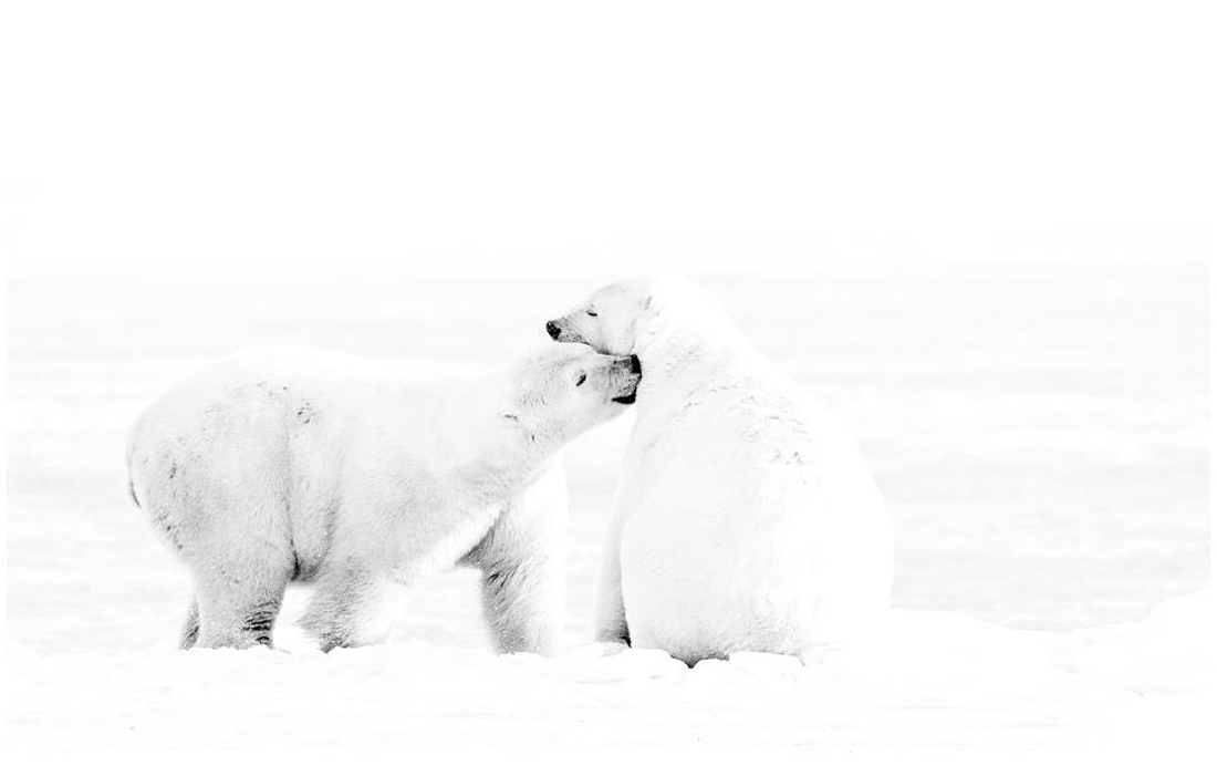 Polar Bears