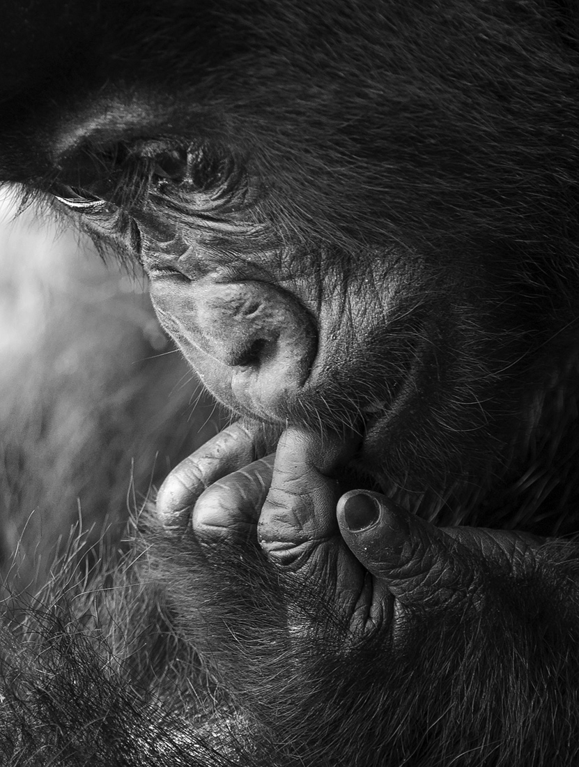 Gorillas and Chimps
