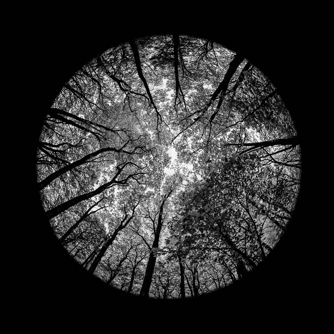 Forrest Mandalas