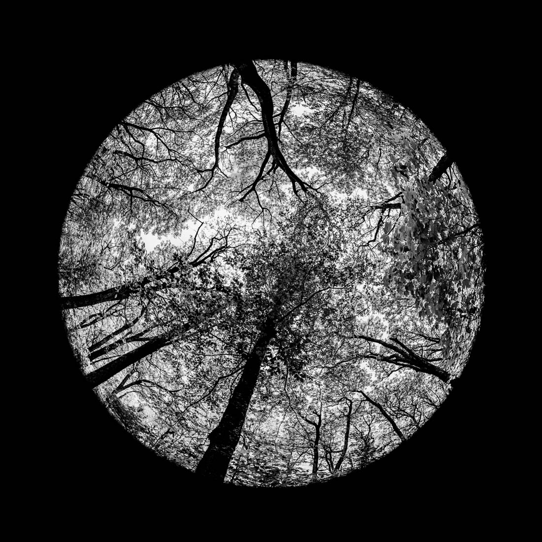 Forrest Mandalas