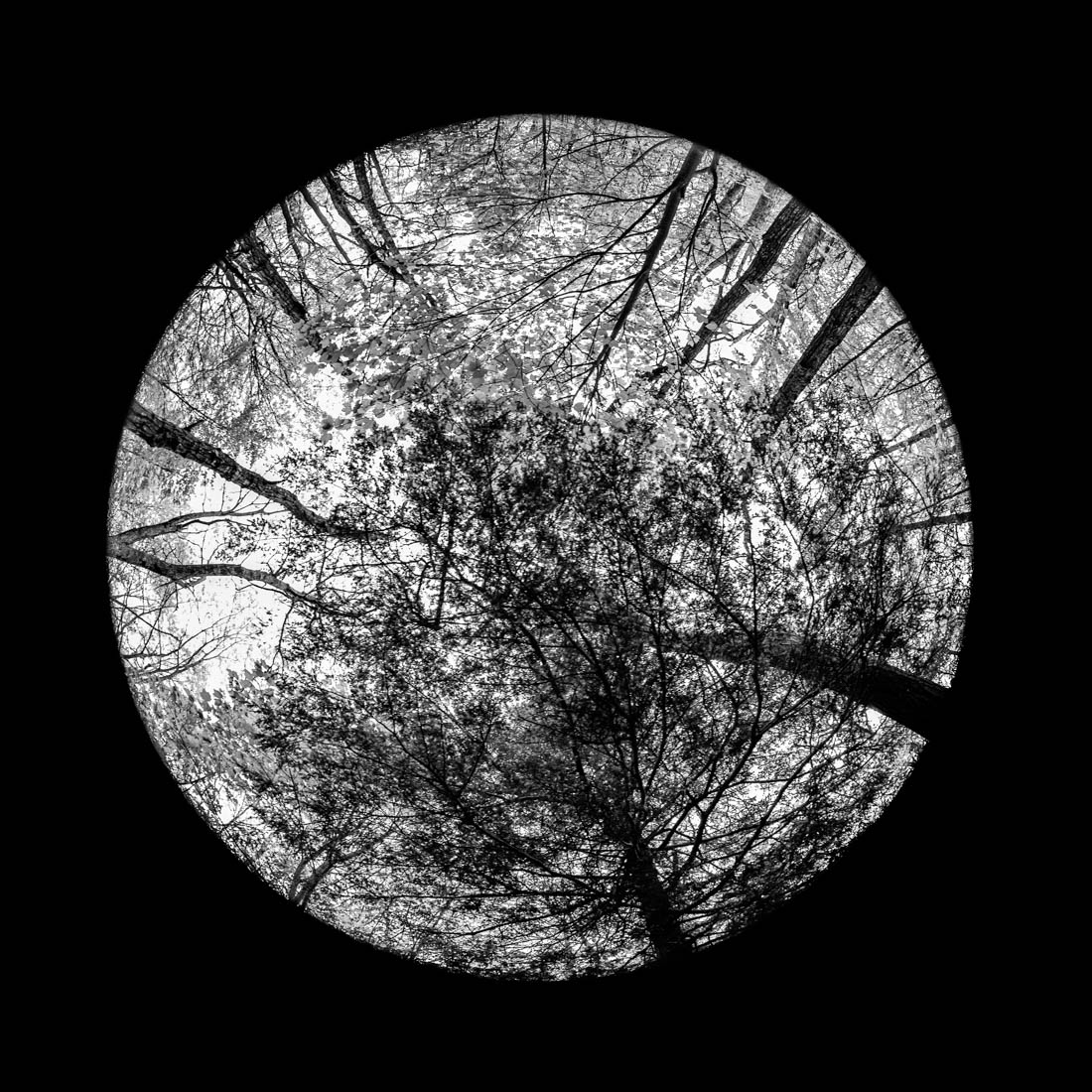 Forrest Mandalas