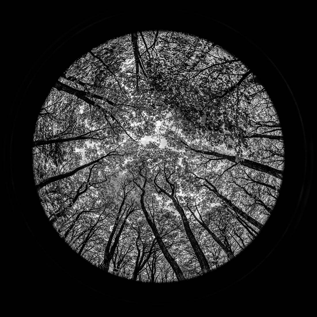 Forrest Mandalas