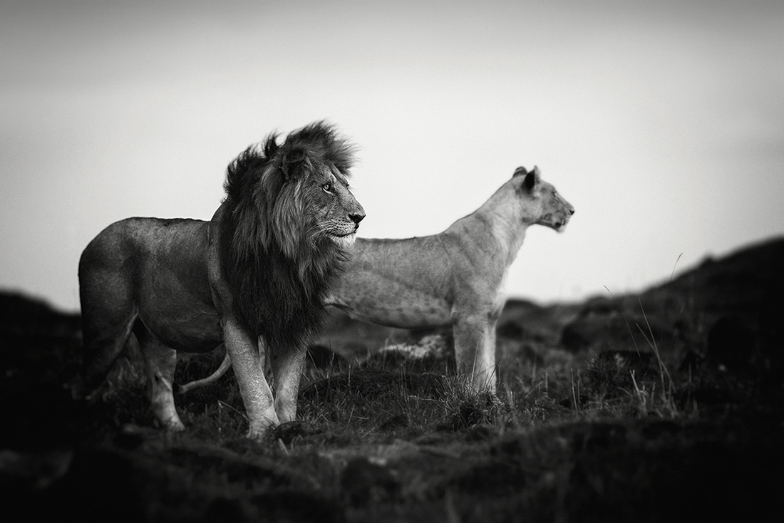 Prowling with lions