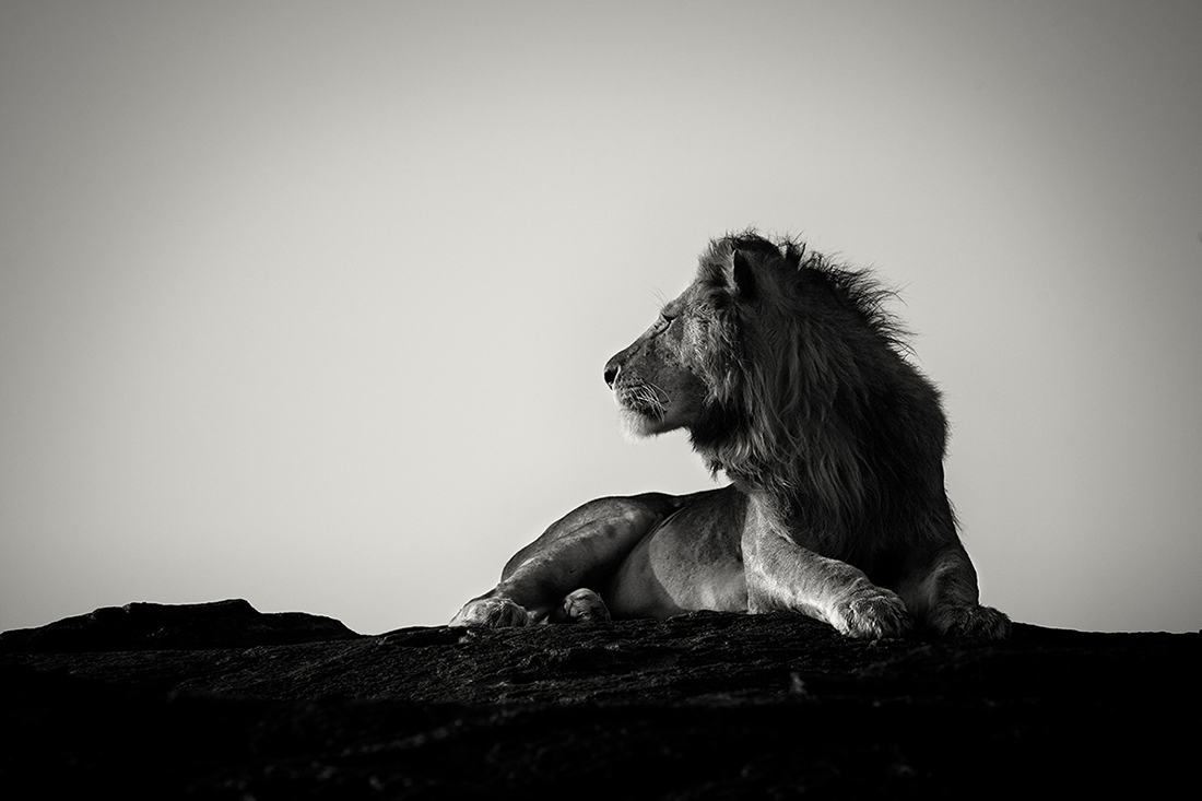 Prowling with lions