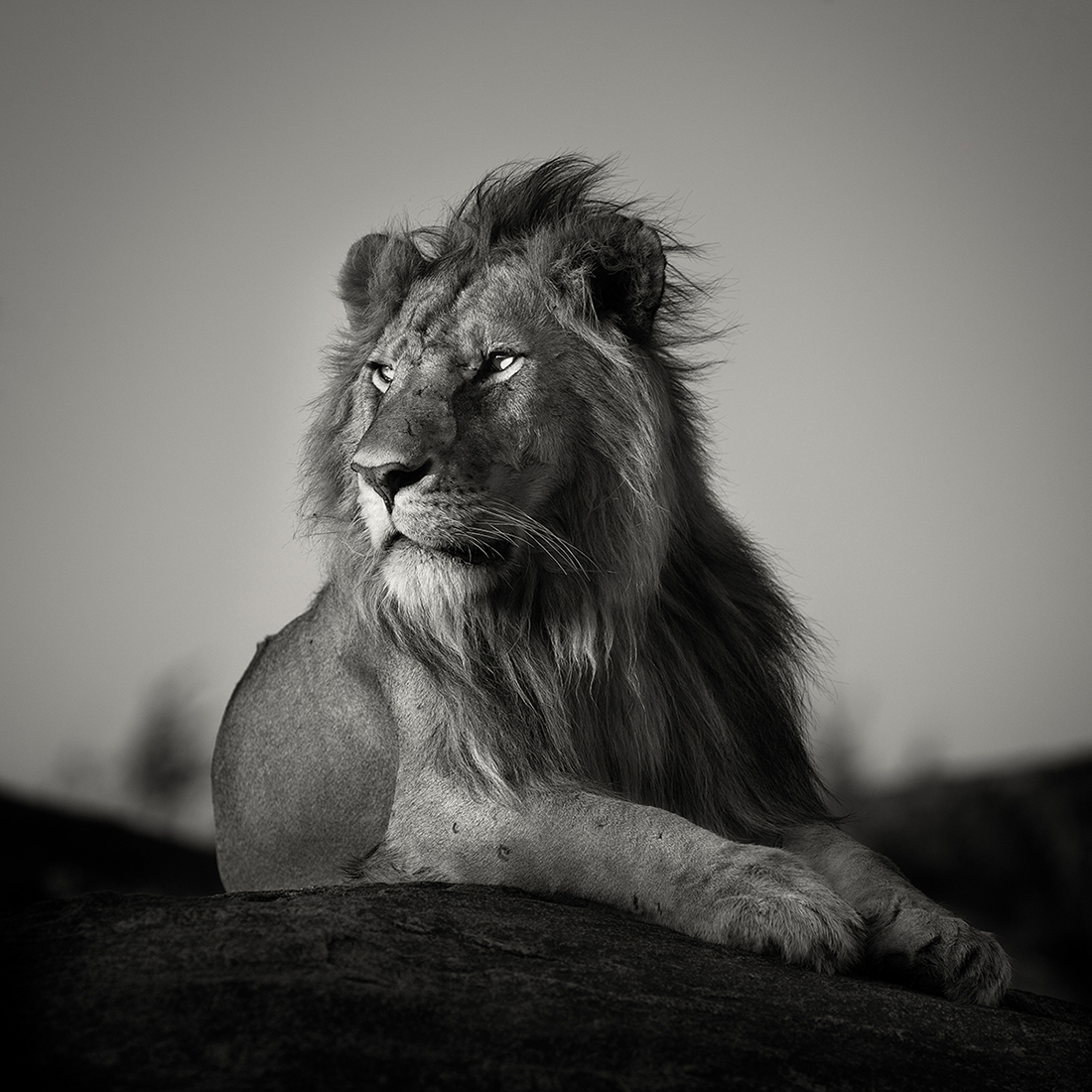 Prowling with lions
