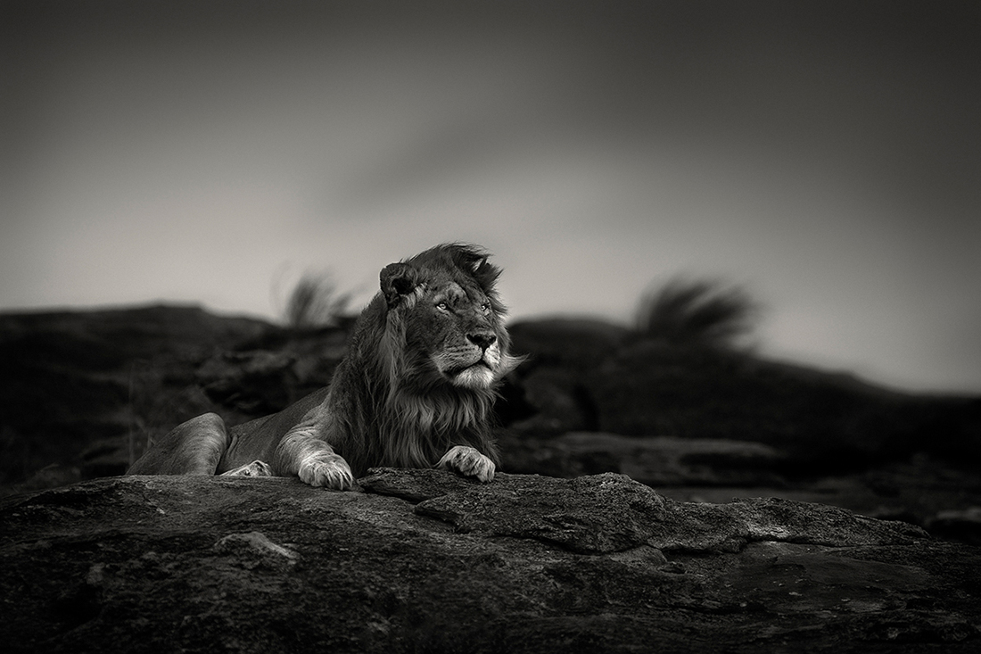 Prowling with lions