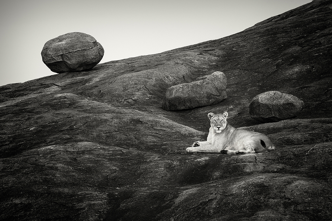 Prowling with lions
