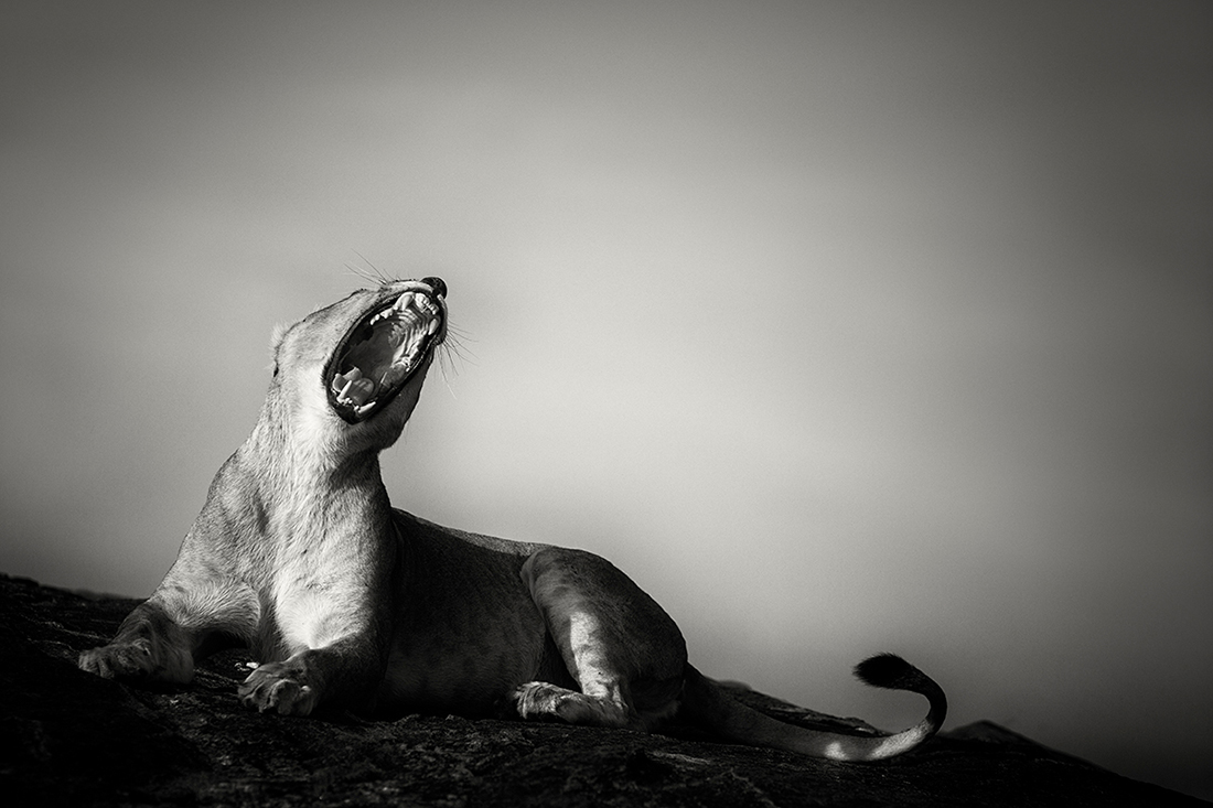 Prowling with lions