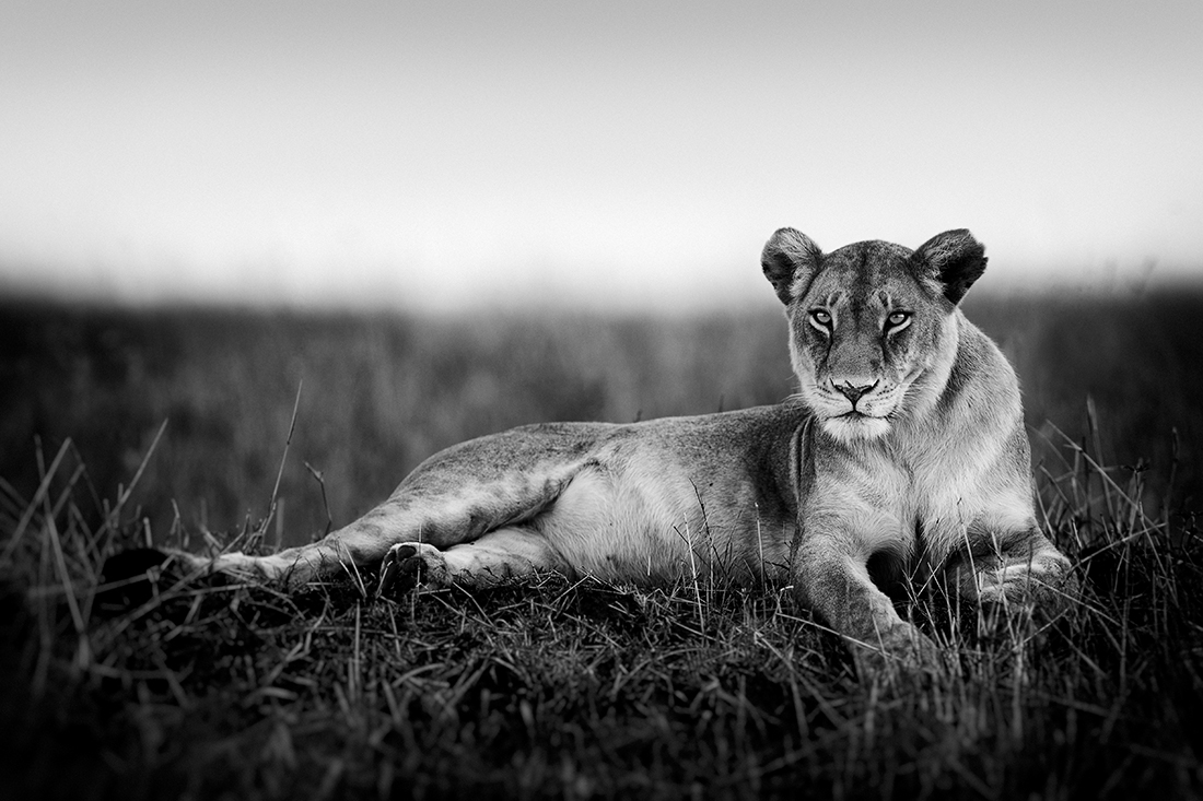 Prowling with lions
