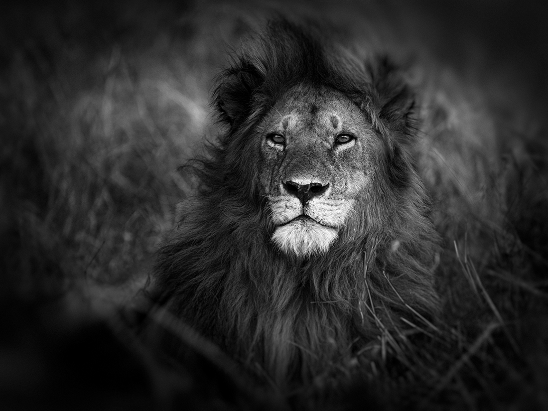 Prowling with lions