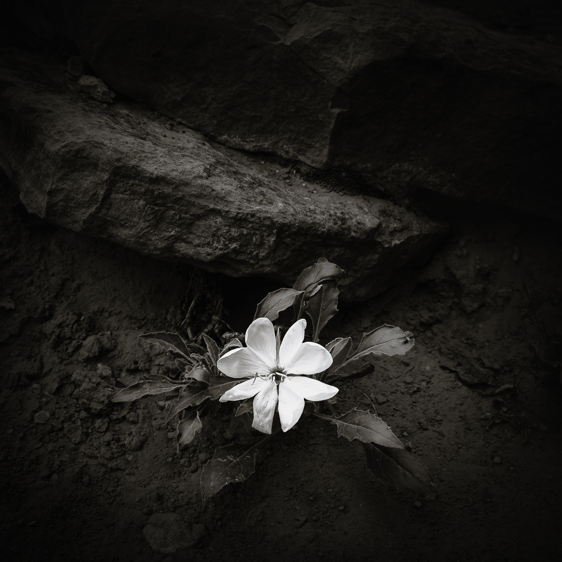 Moonflower
