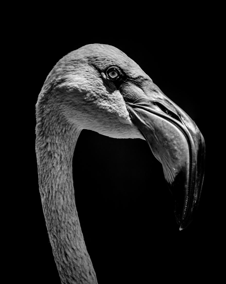 Close-up of Chilean flamingo head in mono.jpg