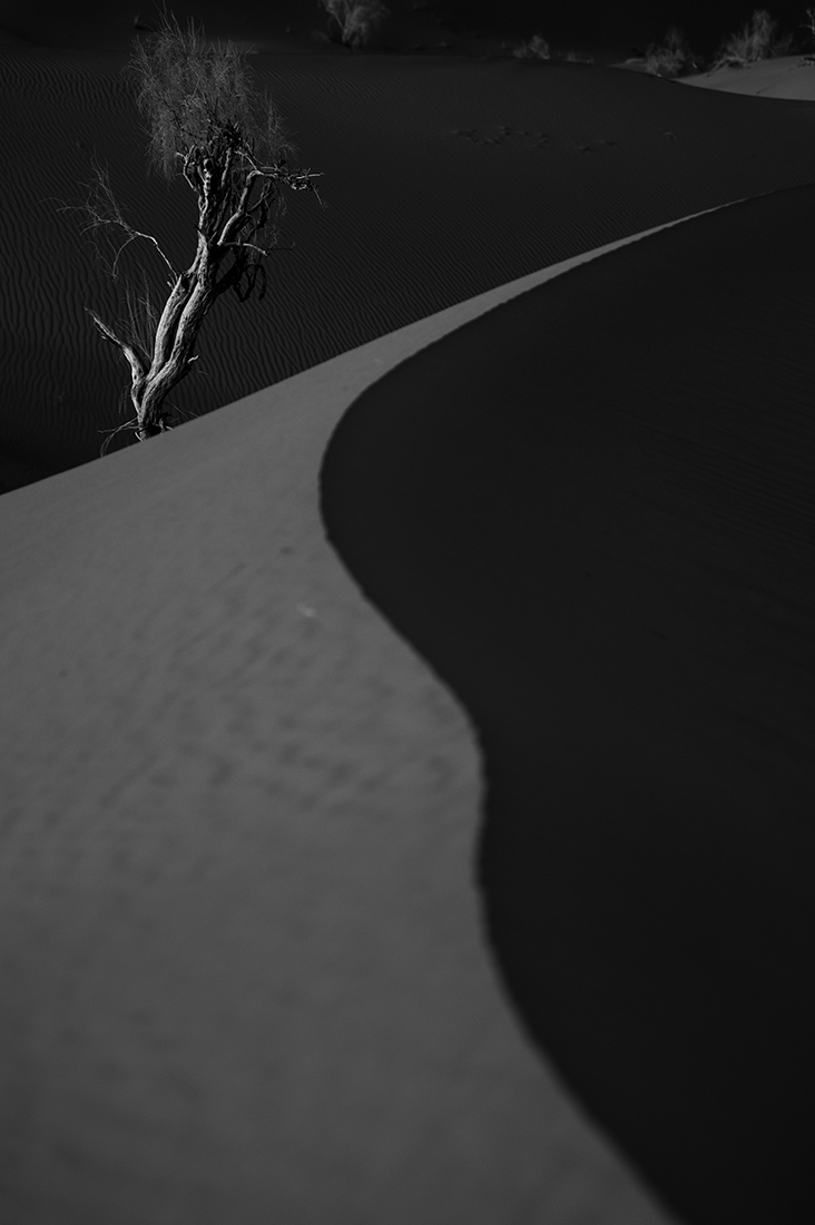 SHADOWS OF SILENCE