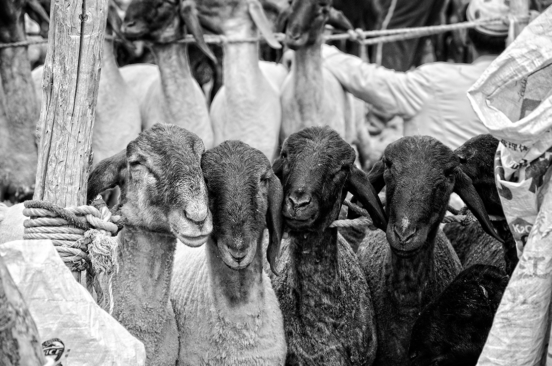 Kashgar Animal Market, China