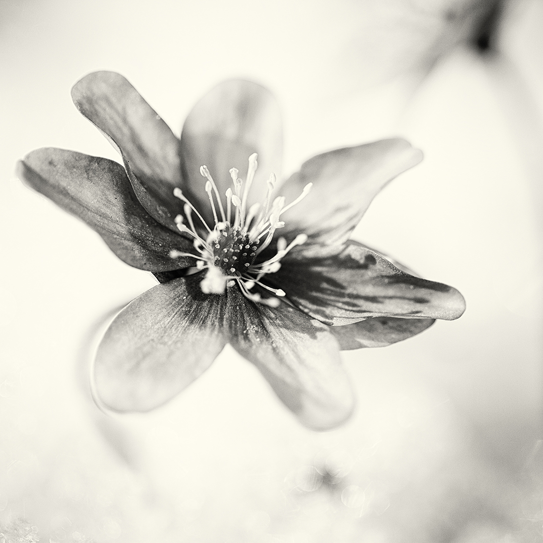 the season of light
