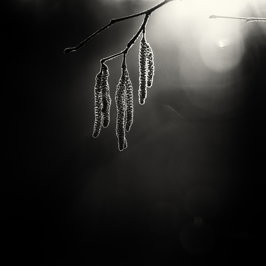 the season of light