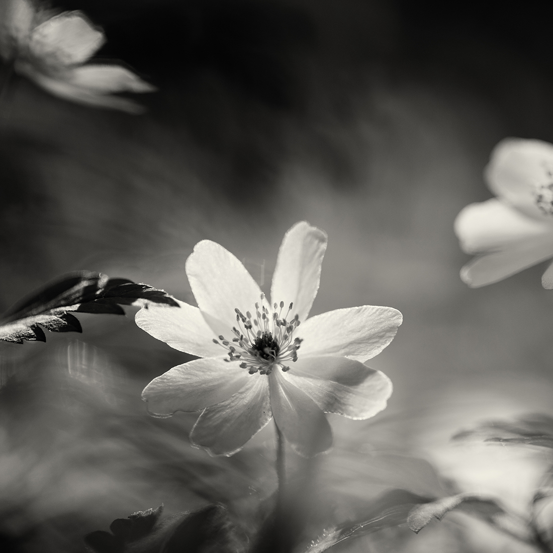 the season of light