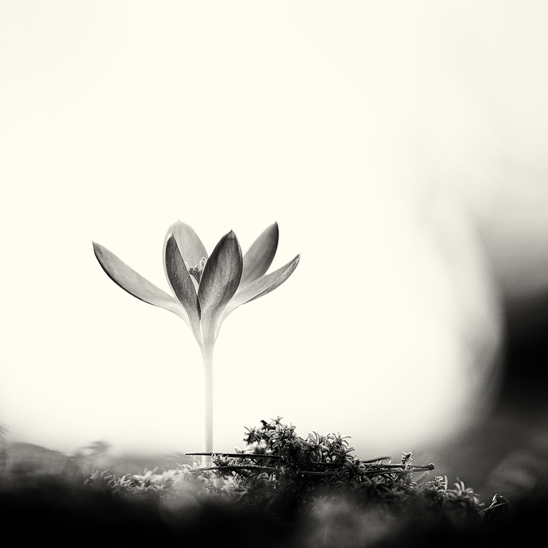 the season of light