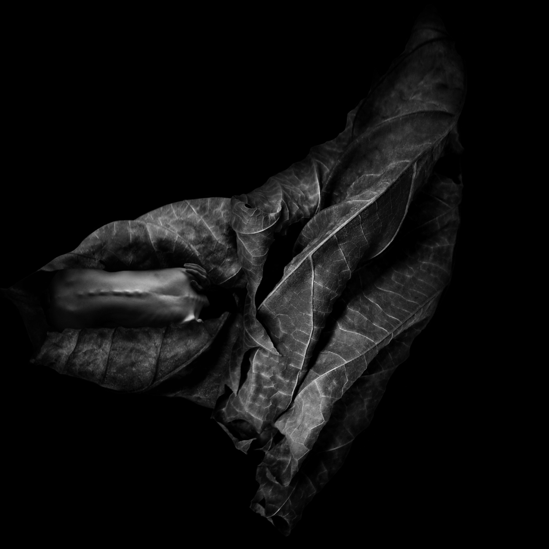 Dead Leaf