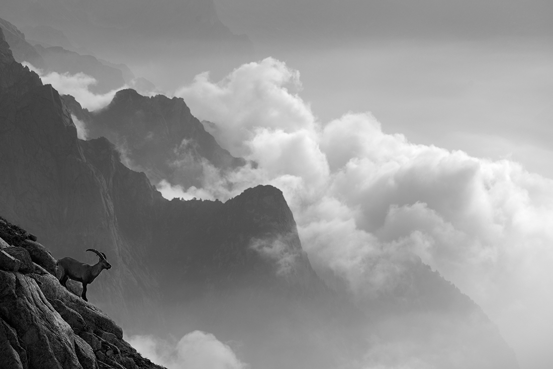 The young ibex