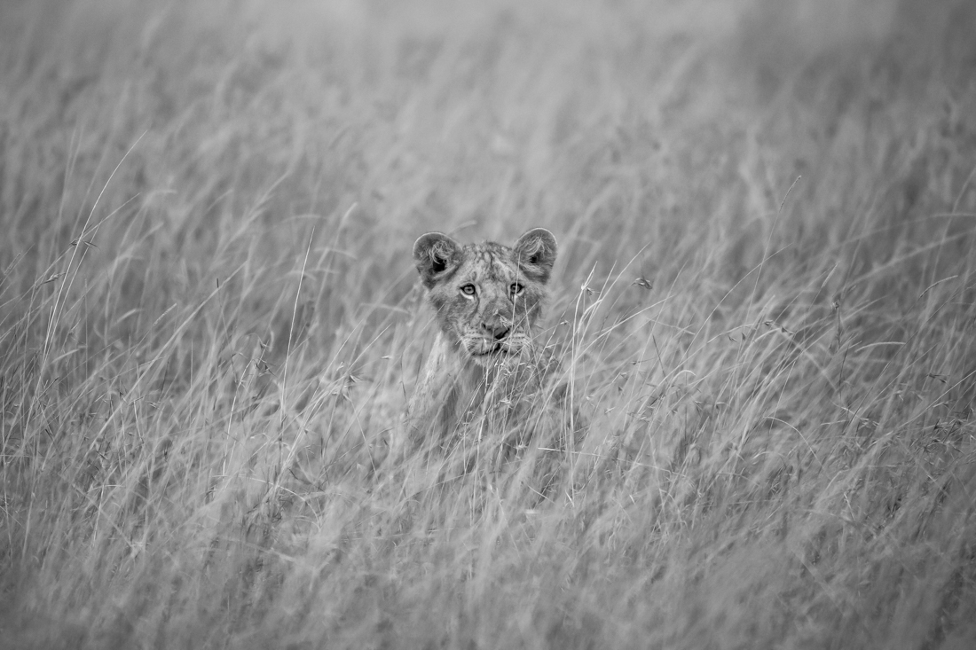 Hide and Seek