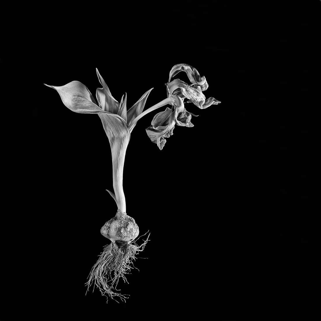 past beauty flowers