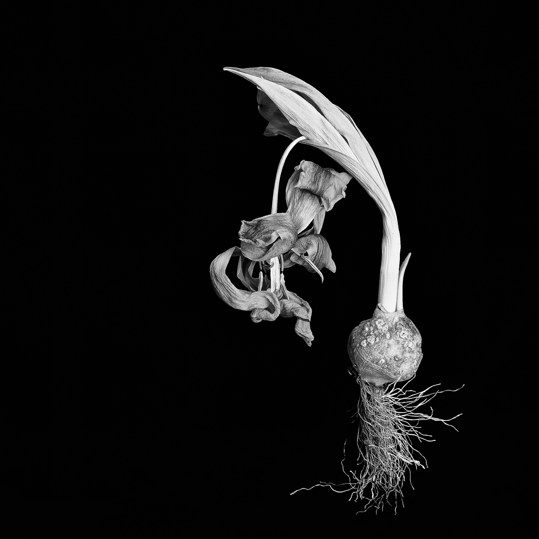 past beauty flowers