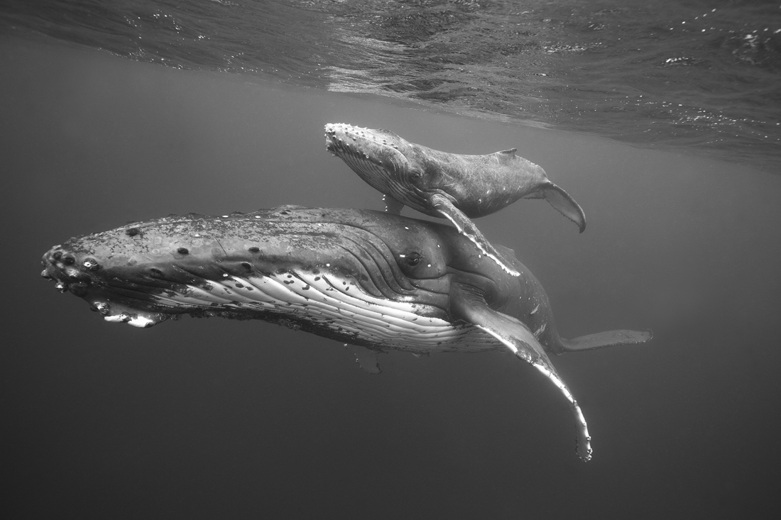 Our Oceans, our Life