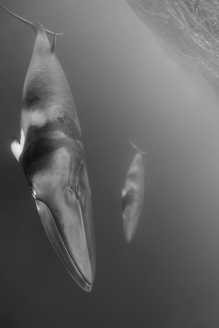 Our Oceans, our Life