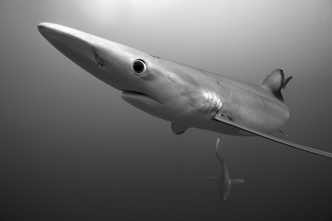 Our Oceans, our Life
