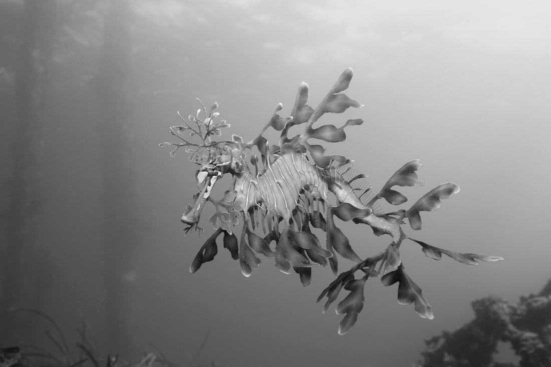 Our Oceans, our Life