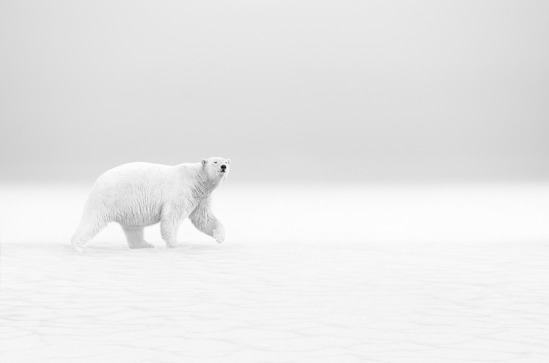 Polar Walk