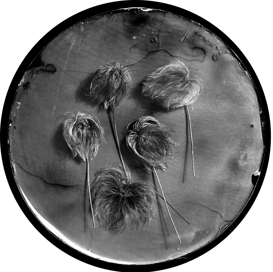Still Live composition