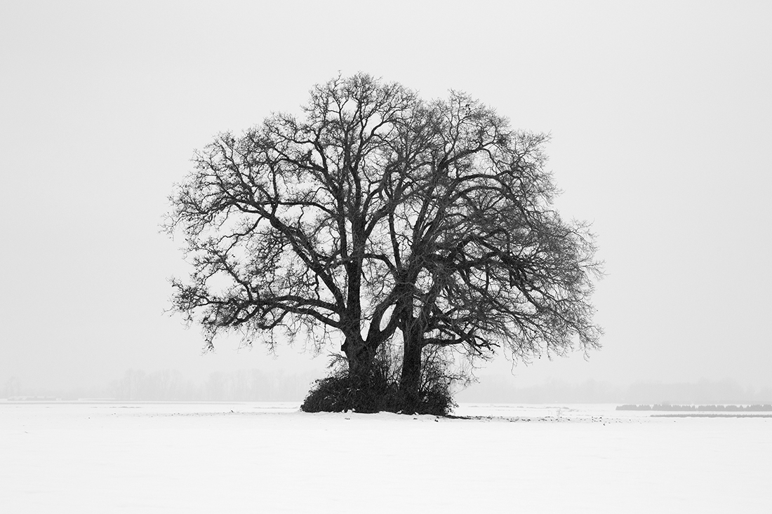 Winter Melt