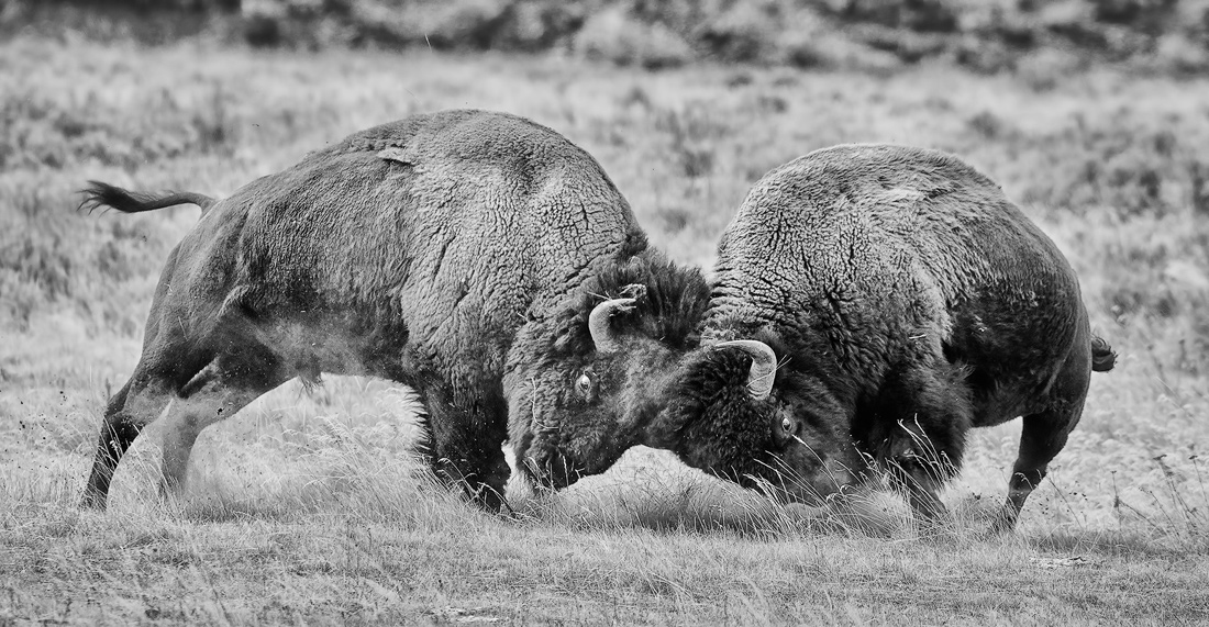 Bison of Yellowstone 