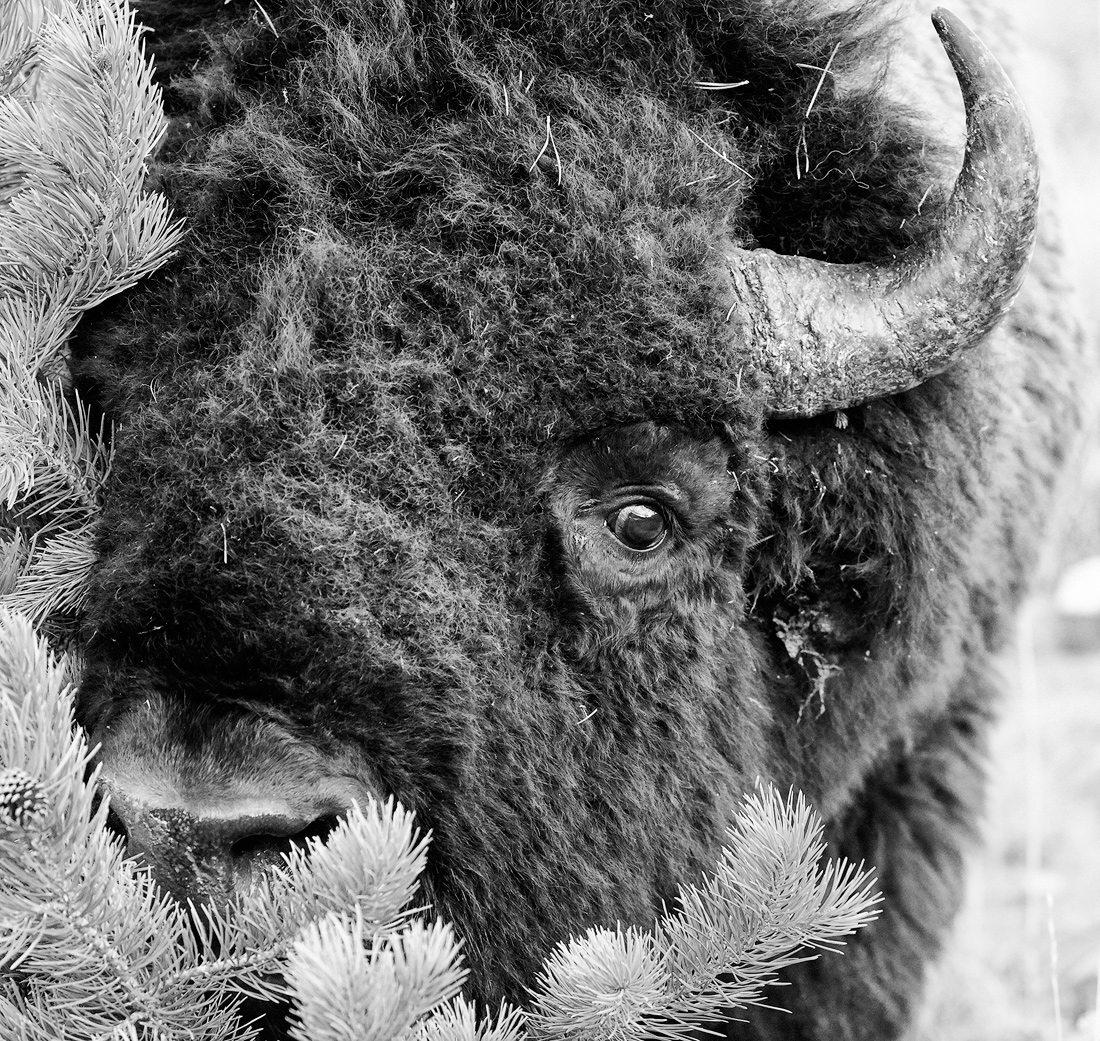 Bison of Yellowstone 