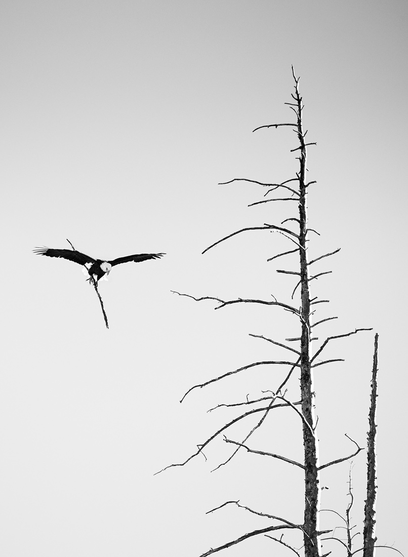 Yellowstone