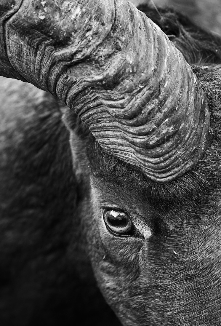 Yellowstone