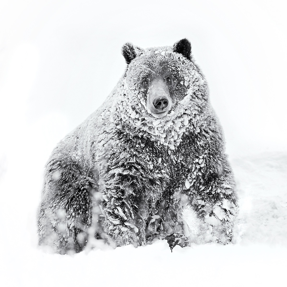 Yellowstone