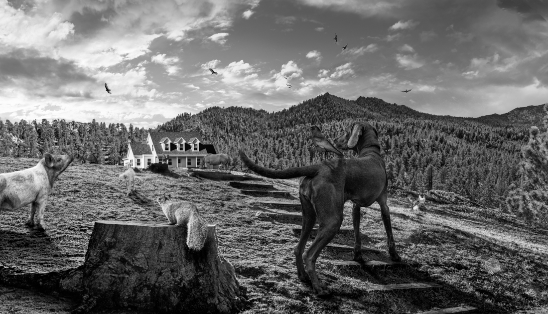 Conceptual Photocompositions