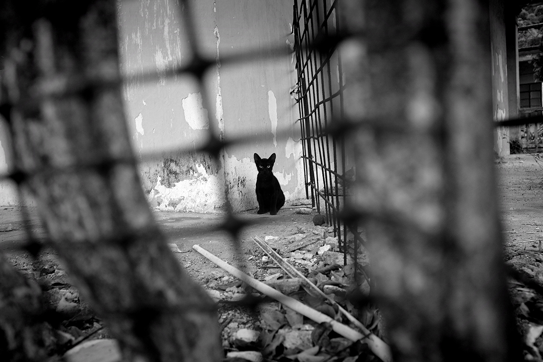 Black cat