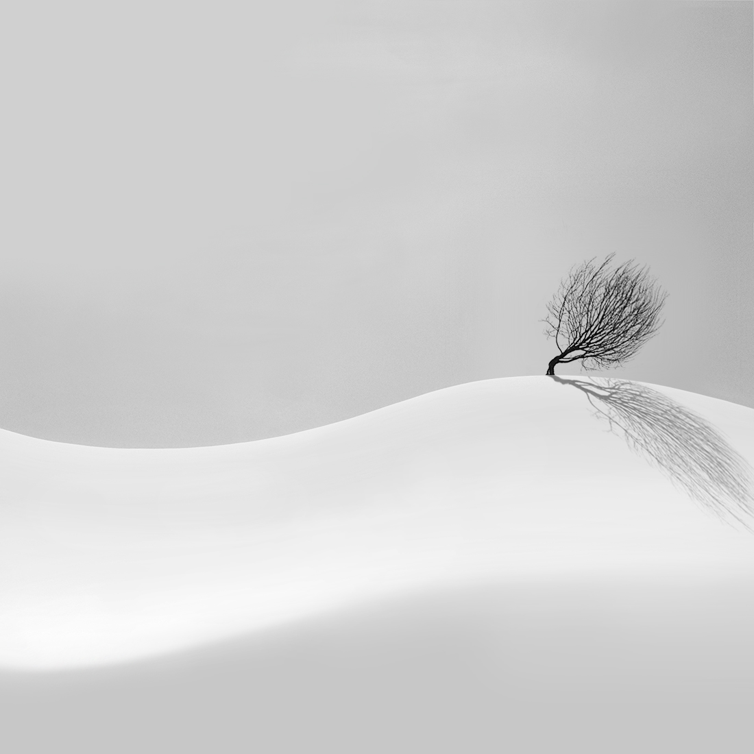 Lonely Tree