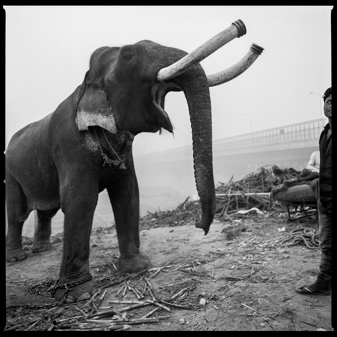 The elephant in the room