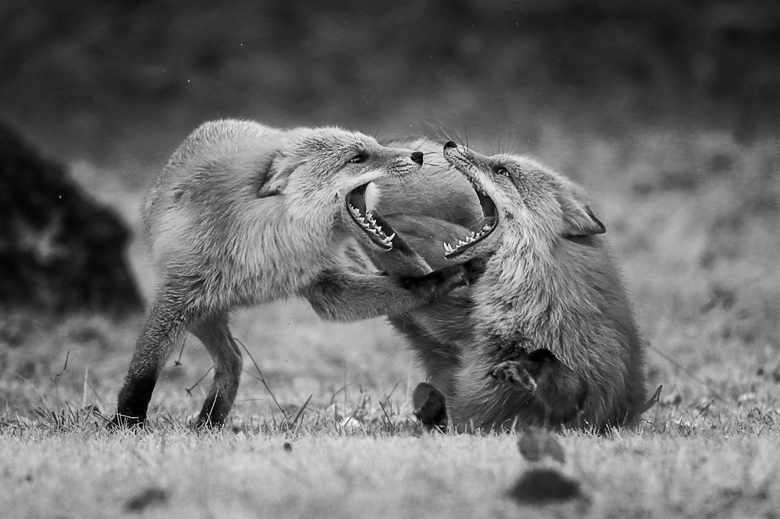 Mother's love