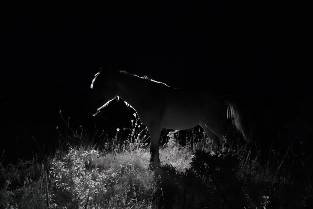 The 9th Horse