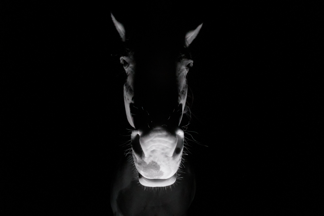 The 9th Horse