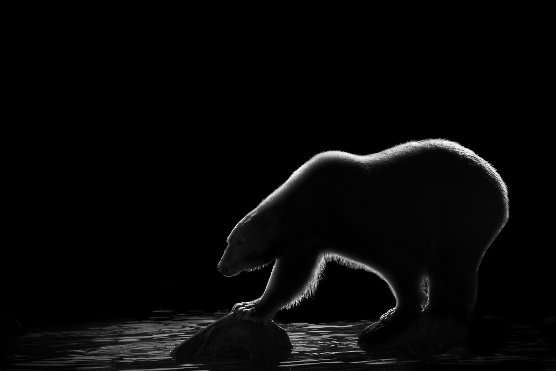 Arctic Darkness