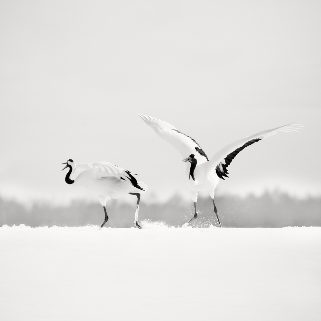 Tsuru