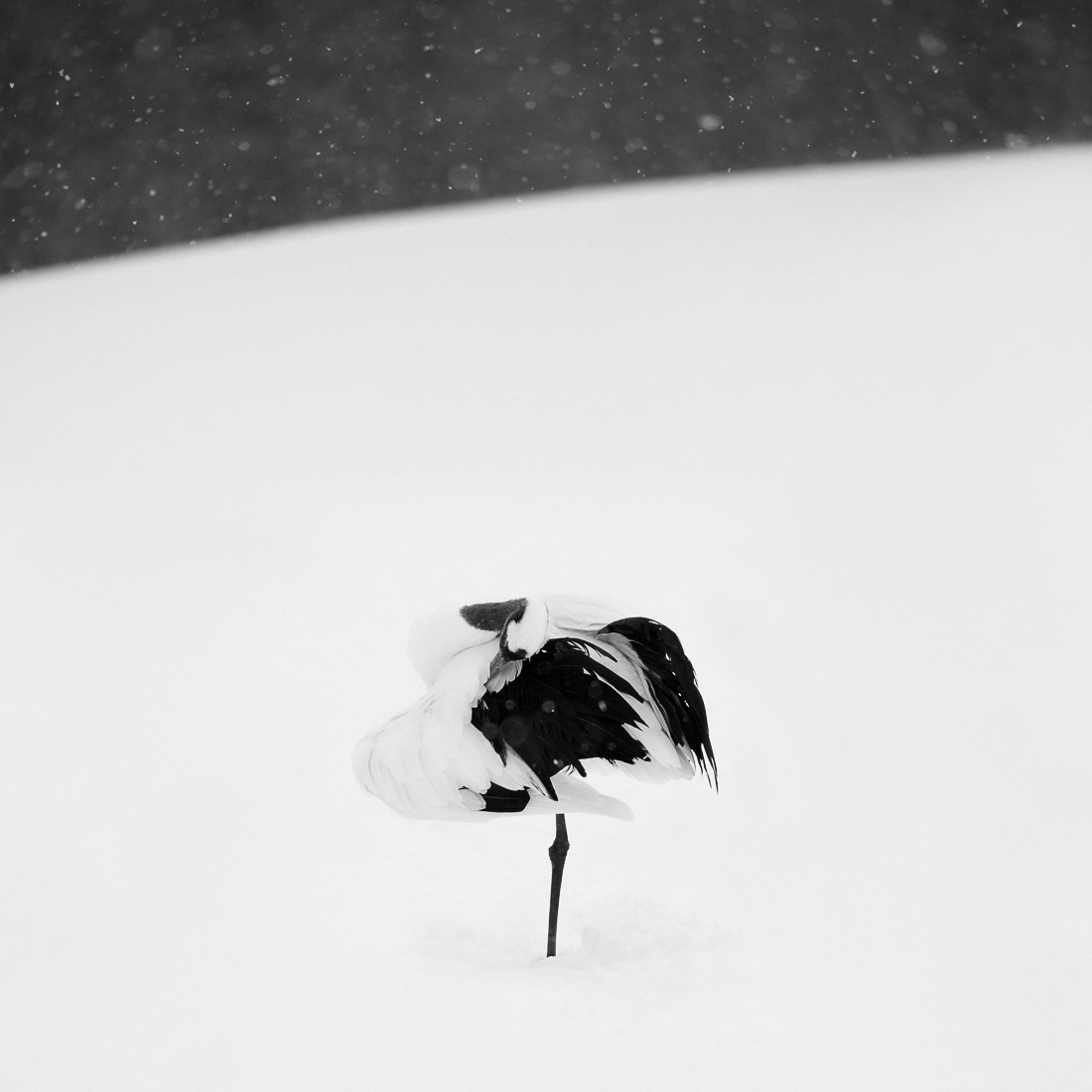 Tsuru